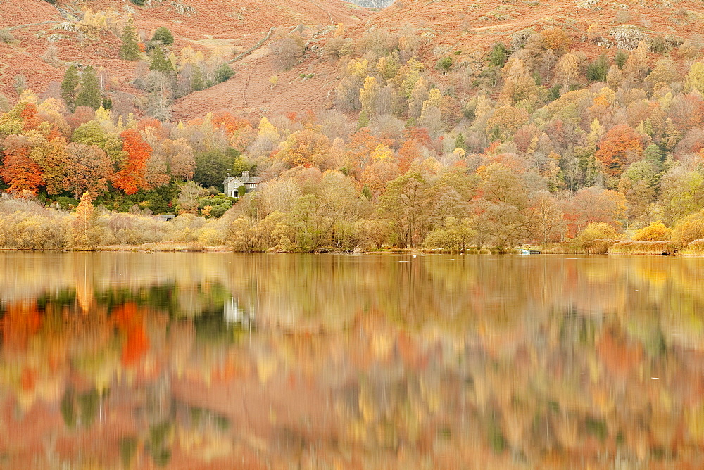 Autumn colours reflected in Grasmere Lake in the Lake District National Park, Cumbria, England, United Kingdom, Europe