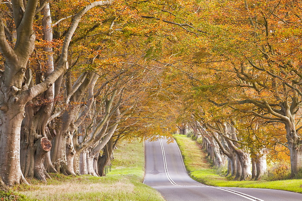 The beech avenue at Kingston Lacy in full autumn colour, Dorset, England, United Kingdom, Europe