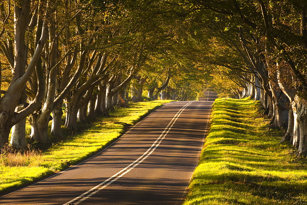 The winding road through the beech avenue at Kingston Lacy, Dorset, England, United Kingdom, Europe