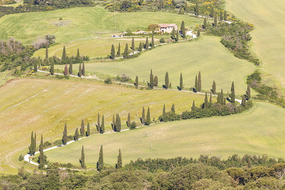 Cypress trees line a winding road in the Val d'Orcia, UNESCO World Heritage Site, Tuscany, Italy, Europe