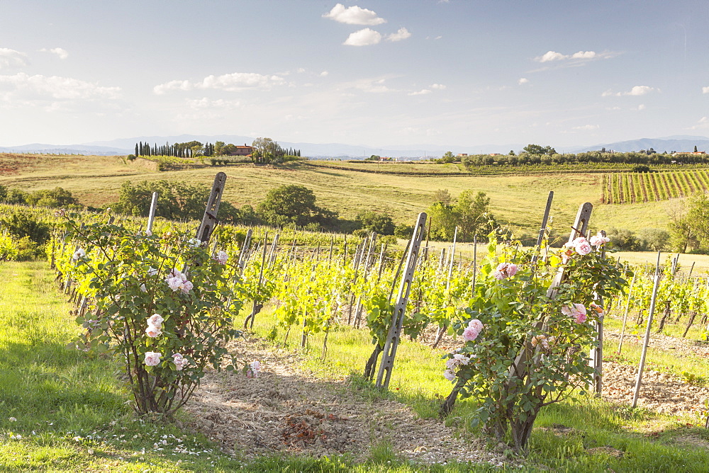 Vineyards near to Montepulciano, Tuscany, Italy, Europe