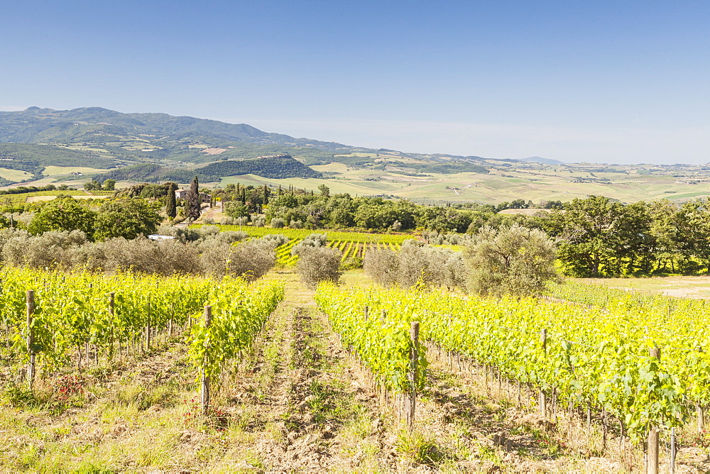 Vineyards near to Montalcino, Val d'Orcia, UNESCO World Heritage Site, Tuscany, Italy, Europe