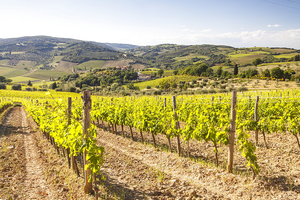 Vineyards, Val d'Orcia, UNESCO World Heritage Site, Tuscany, Italy, Europe