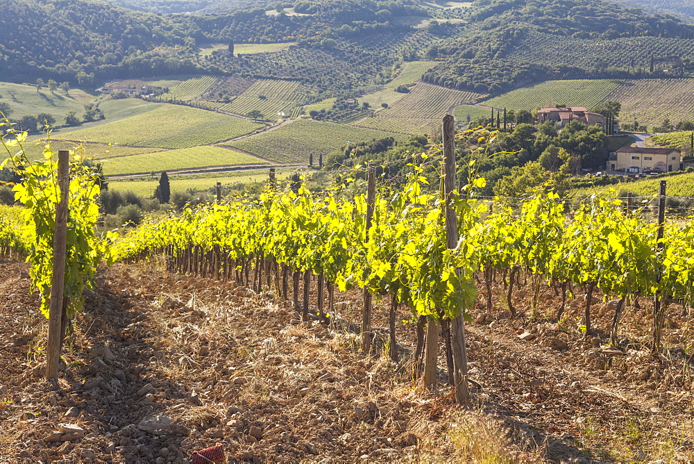 Vineyards near to Montalcino, Val d'Orcia, UNESCO World Heritage Site, Tuscany, Italy, Europe