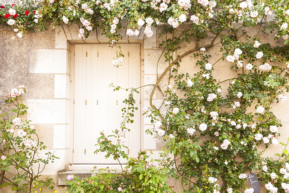 Roses cover a house in the village of Chedigny, Indre-et-Loire, Centre, France, Europe