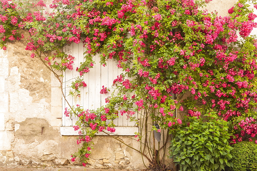 Roses cover a house in the village of Chedigny, Indre-et-Loire, Centre, France, Europe