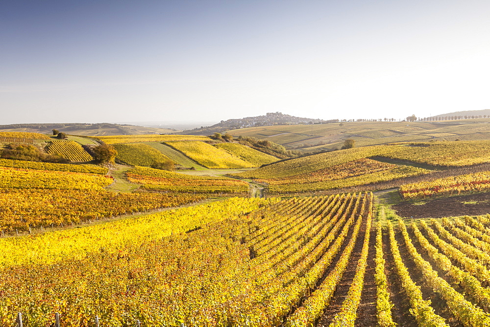 Autumn color in the vineyards of Sancerre, Cher, France, Europe