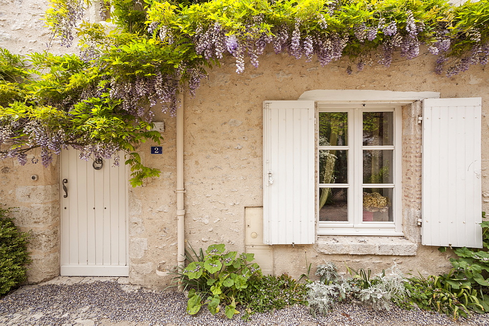 Wisteria in full bloom surrounds a door in Saint-Dye-sur-Loire, Loir-et-Cher, France, Europe