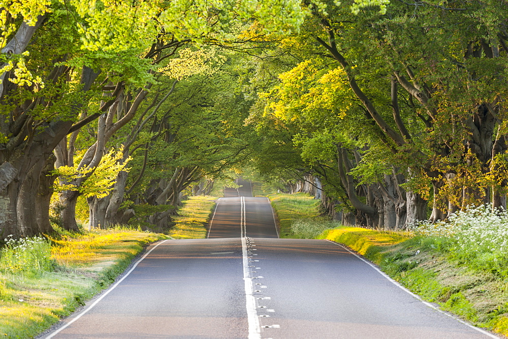 The low evening light through the branches of the beech tree avenue, Kingston Lacy, Dorset, England, United Kingdom, Europe