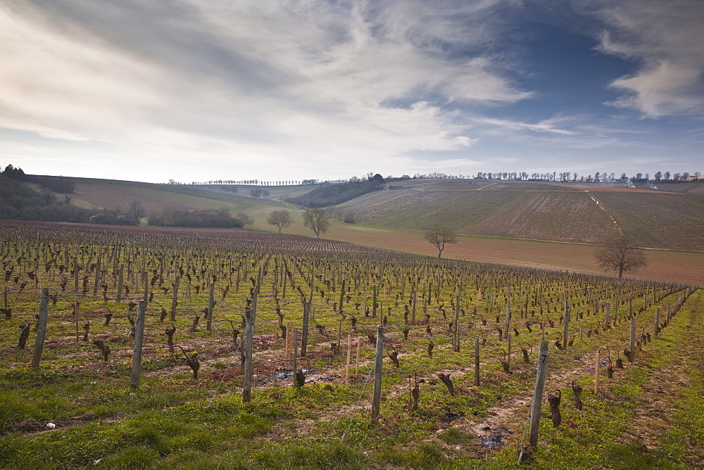 Vineyards, Sancerre, Cher, Loire Valley, Centre, France, Europe