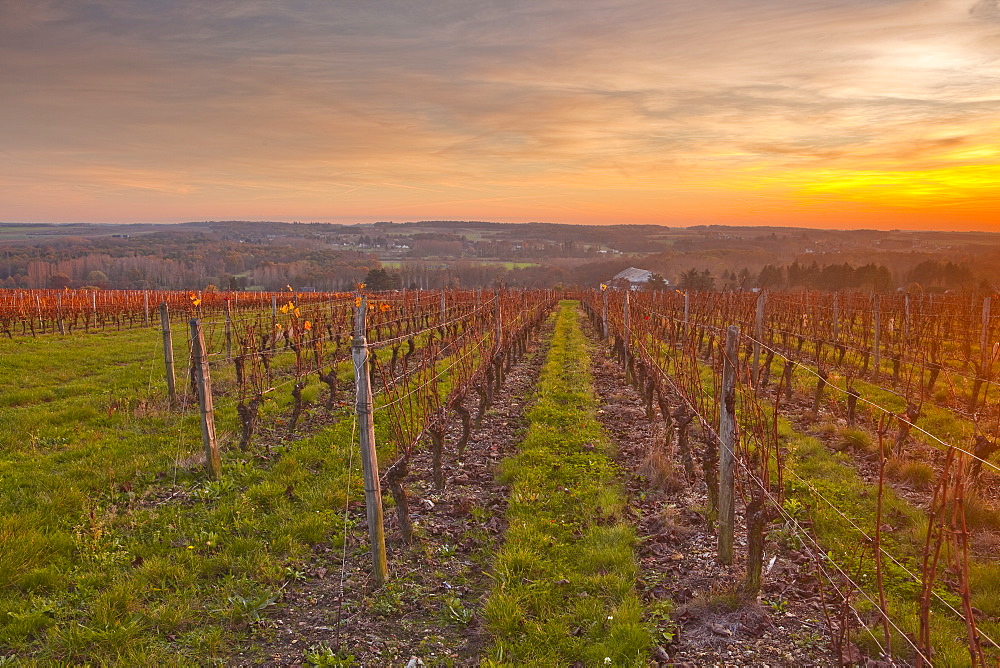 The vineyards of Chenonceaux in the Loire Valley, Indre-et-Loire, Centre, France, Europe