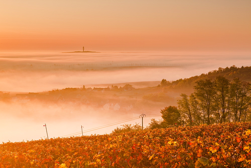 The vineyards of Sancerre during a heavy autumn mist, Cher, Centre, France, Europe