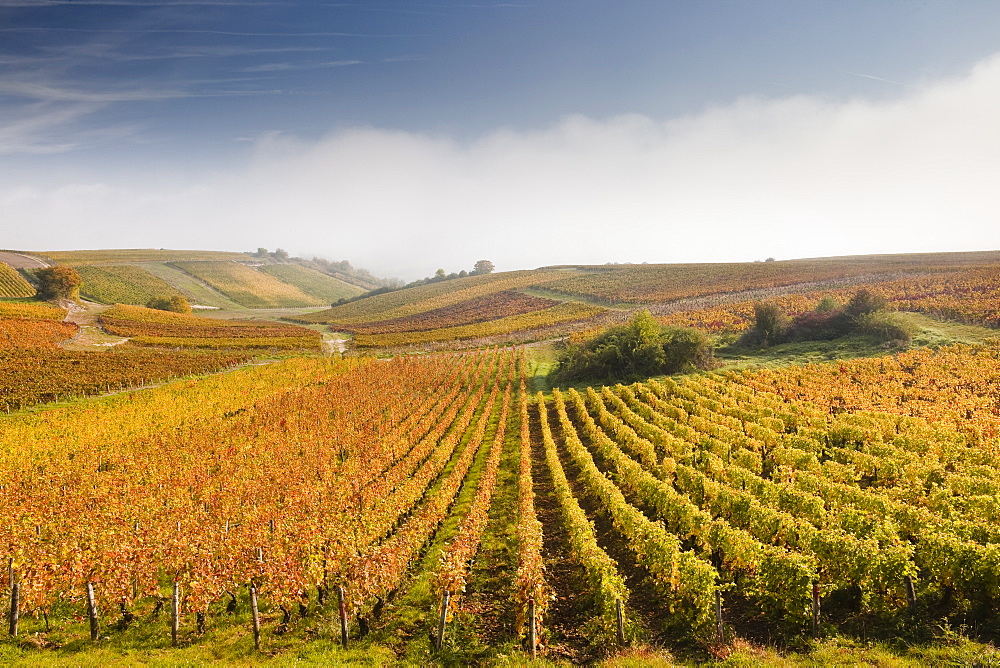 The vineyards of Sancerre during a heavy autumn mist, Cher, Centre, France, Europe