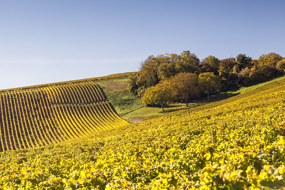 Autumn color in the vineyards of Sancerre, Cher, Centre, France, Europe