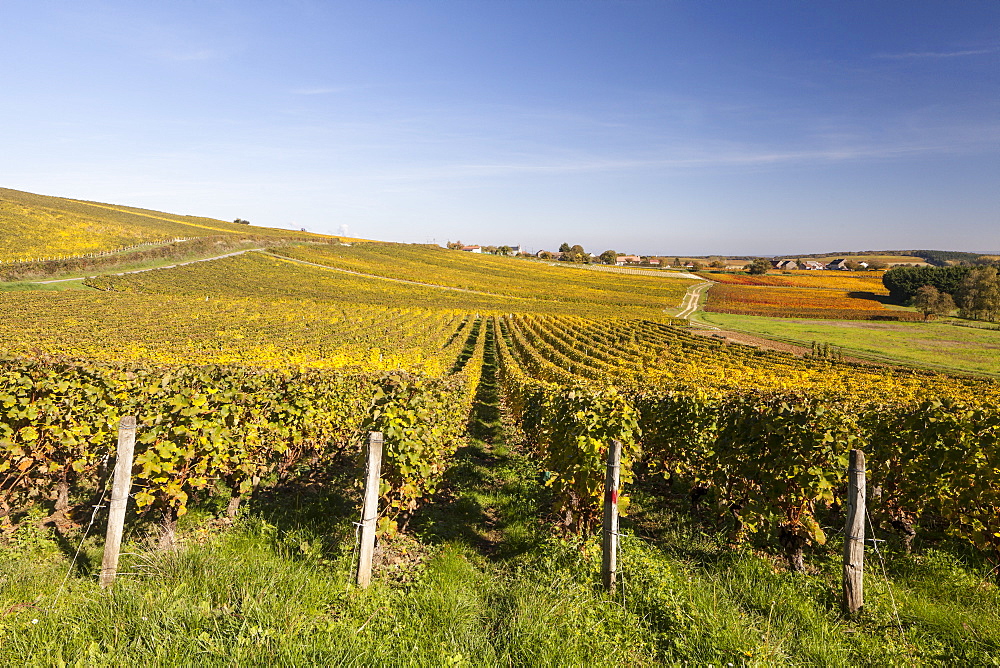 Autumn color in the vineyards of Sancerre, Cher, Centre, France, Europe