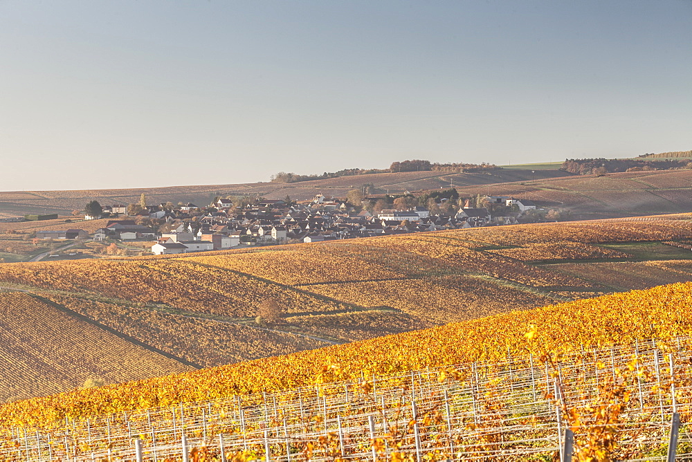 Autumn in the vineyards of Chablis, Burgundy, France, Europe