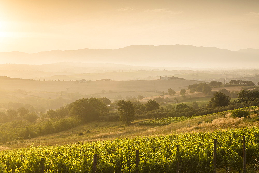 Vineyards near to Montefalco, Umbria, Ittaly, Europe