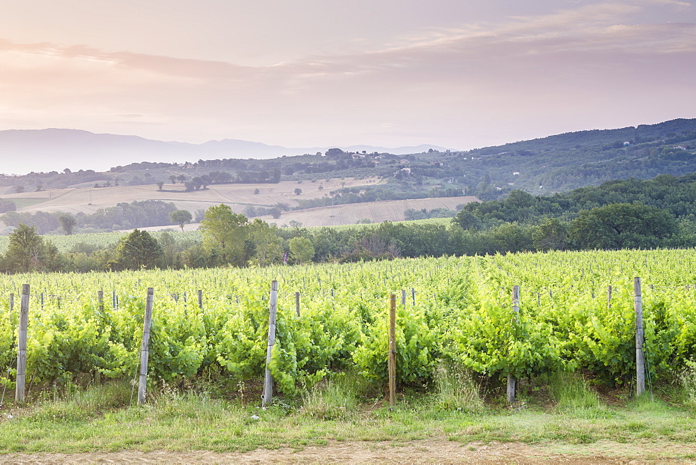 Vineyards near to Montefalco, Umbria, Italy, Europe