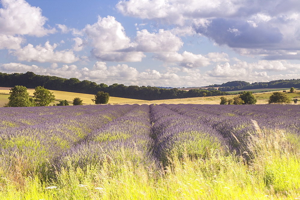 Lavender fields near to Snowshill, Cotswolds, Gloucestershire, England, United Kingdom, Europe