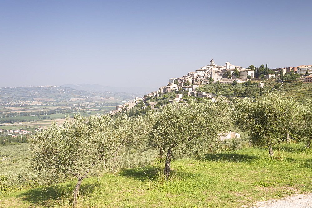 Olive grove near to Trevi in the Val di Spoleto, Umbria, Italy, Europe