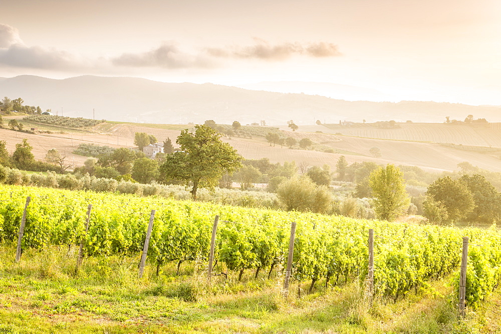 Vineyards near Montefalco, known for its red wine of Sagrantino, Val di Spoleto, Umbria, Italy, Europe