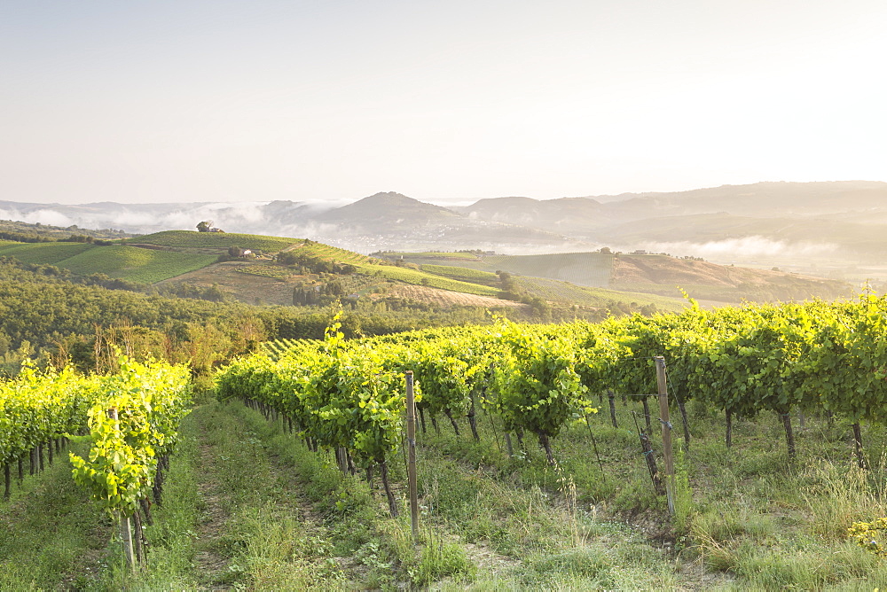 Vineyards near to Orveito, Umbria, Italy, Europe