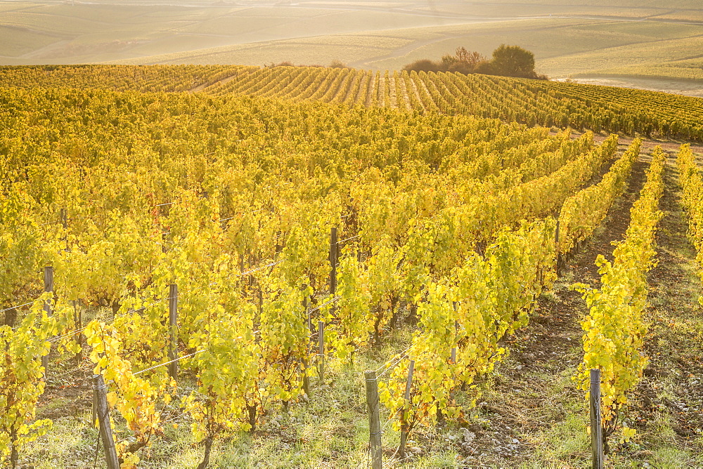 Dawn in the vineyards of Sancerre, Cher, Centre, France, Europe