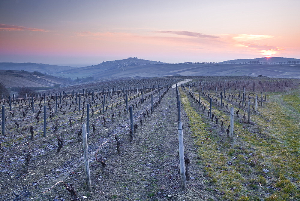 Vineyards, Sancerre, Cher, Loire Valley, Centre, France, Europe