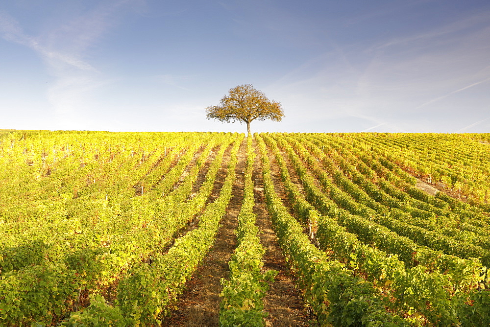 The vineyards of Sancerre, known for fine wines from grape varieties such as pinot noir and sauvignon blanc, Sancerre, Cher, Centre-Val de Loire, France, Europe