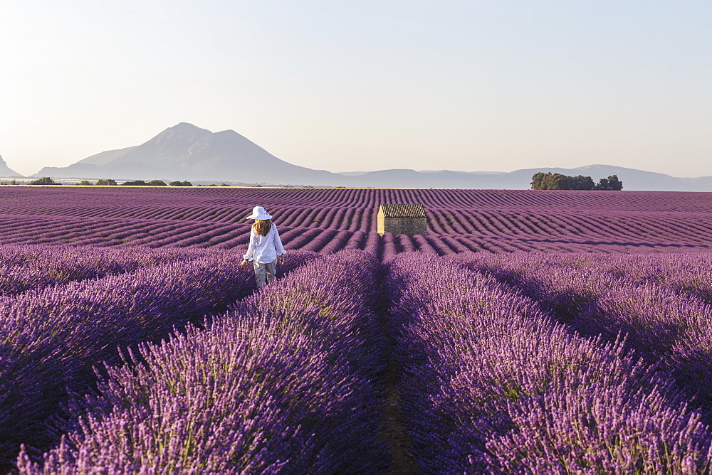 A young woman walks through lavender fields on the Plateau de Valensole, Alpes de Haute Provence, France, Europe