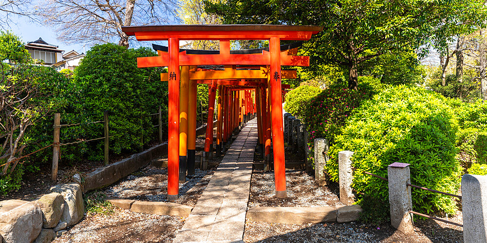 Torii gates at Nezu Shrine in Bunkyo ward, Tokyo, Japan, Asia