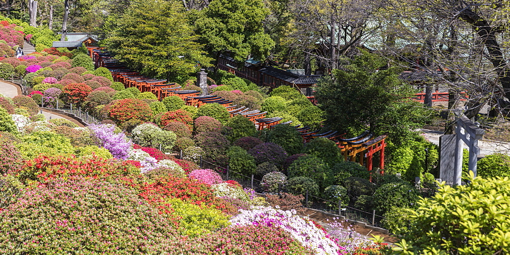 Torii gates at Nezu Shrine in Bunkyo ward, Tokyo, Japan, Asia