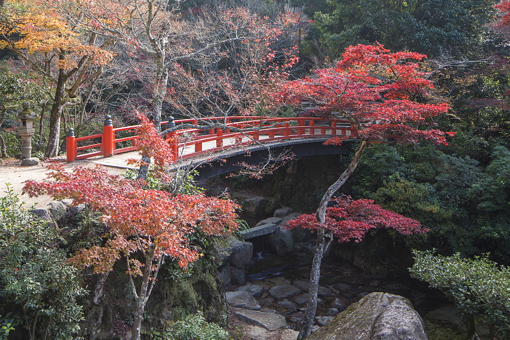 Autumn colour, Miyajima, Hiroshima Prefecture, Japan, Asia