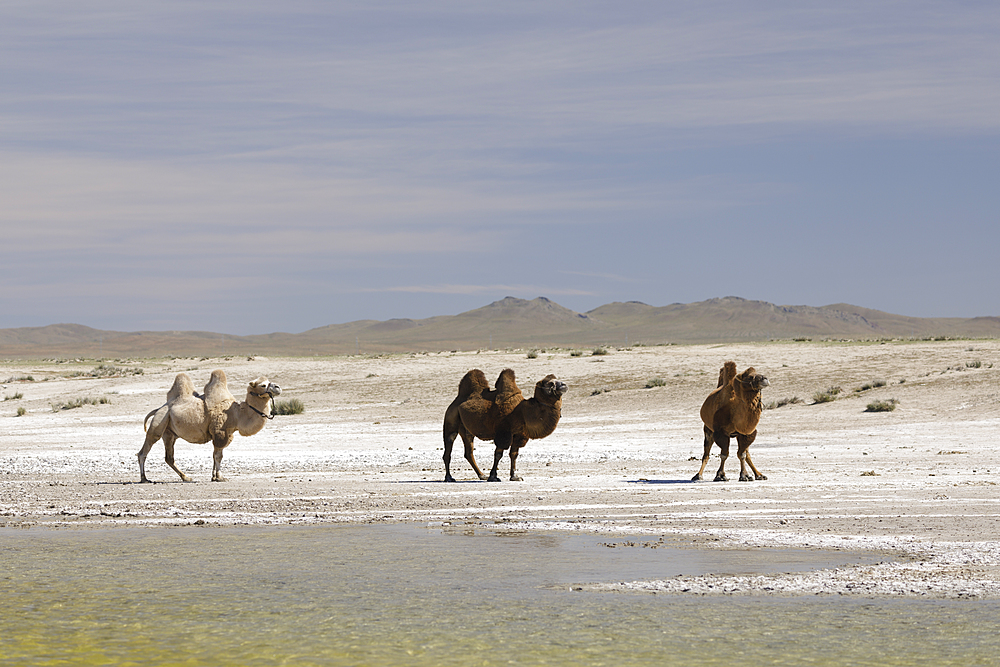 Camels in the Mongolian wilderness, Mongolia, Central Asia, Asia