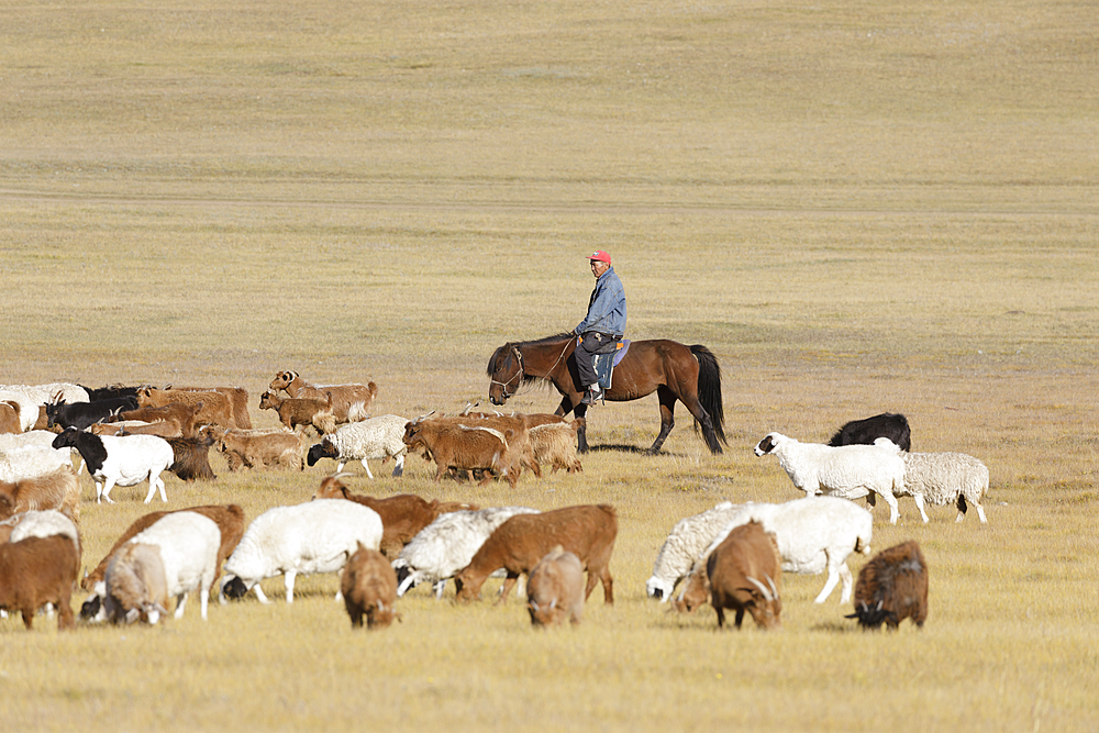 A Mongolian herder in the Steppe of Mongolia, Central Asia, Asia