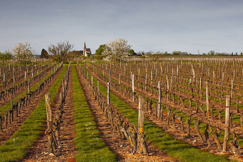 Vineyards, Souzay-Champigny, Saumur, Maine-et-Loire, France, Europe