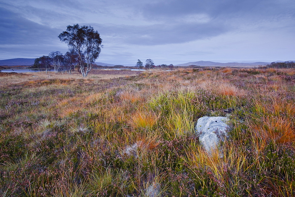 The area of Rannoch Moor, a Site of Special Scientific Interest, Highlands, Scotland, United Kingdom, Europe