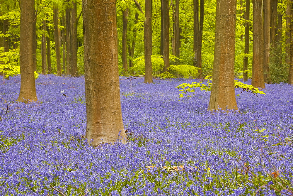 Bluebells beneath trees, West Woods, Wiltshire, England, United Kingdom, Europe