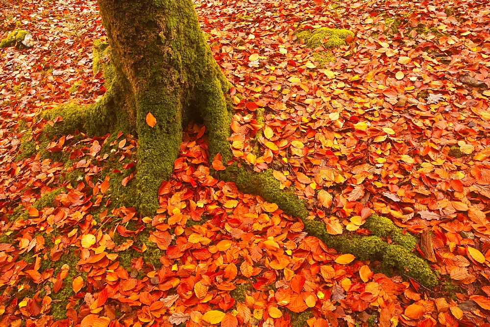 Autumn leaves in Charles Wood, Dartmoor National Park, Devon, England, United Kingdom, Europe