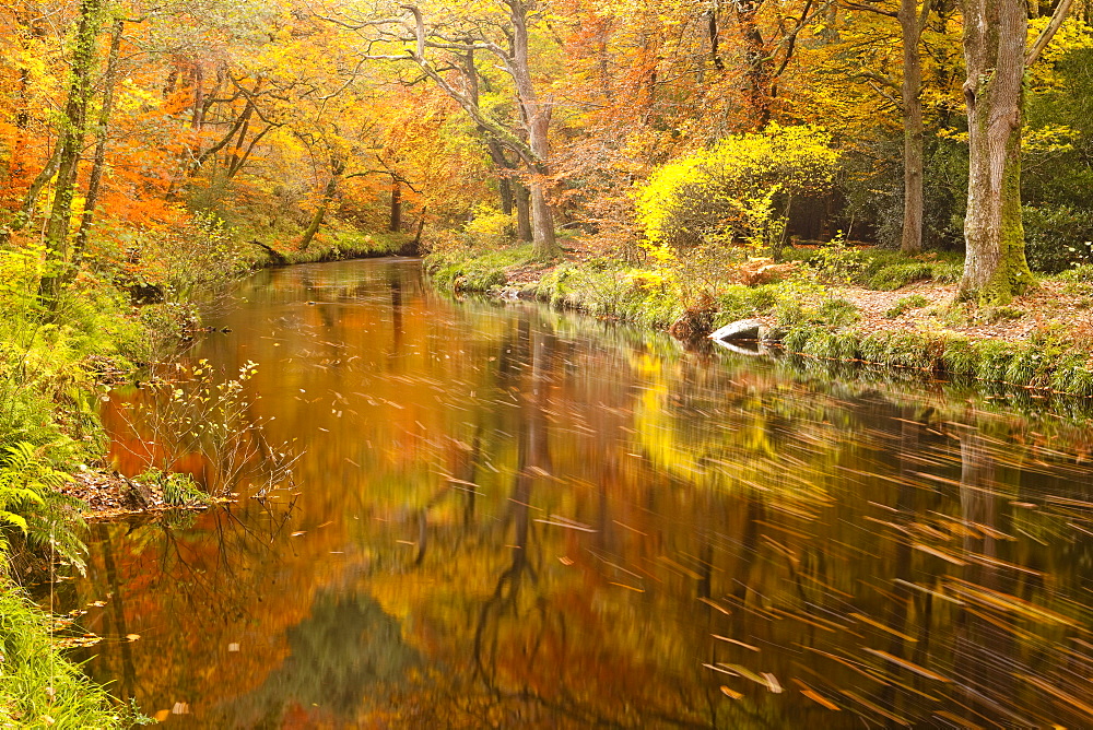 Autumn colours around the River Teign and Hannicombe Wood near to Fingle Bridge, Dartmoor National Park, Devon, England, United Kingdom, Europe