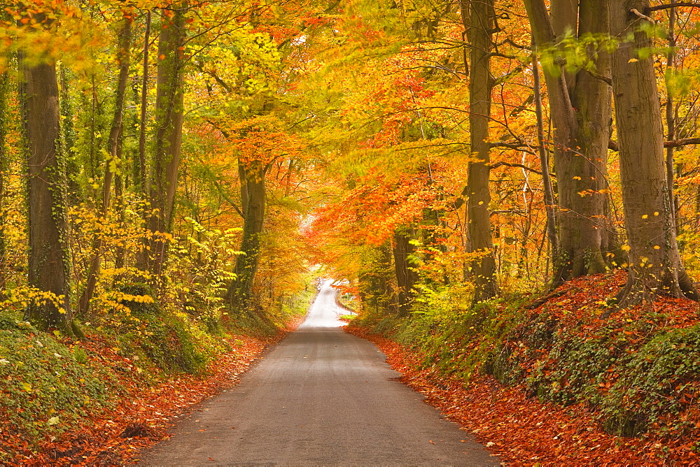 Autumn colours in the beech trees on the road to Turkdean in the Cotwolds, Gloucestershire, England, United Kingdom, Europe