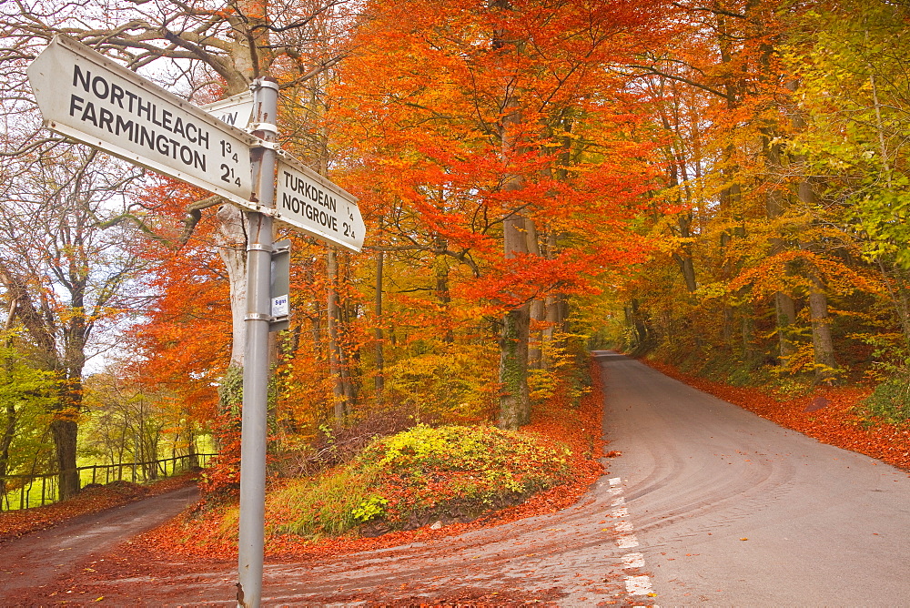 Autumn colours in the beech trees on the road to Turkdean in the Cotwolds, Gloucestershire, England, United Kingdom, Europe