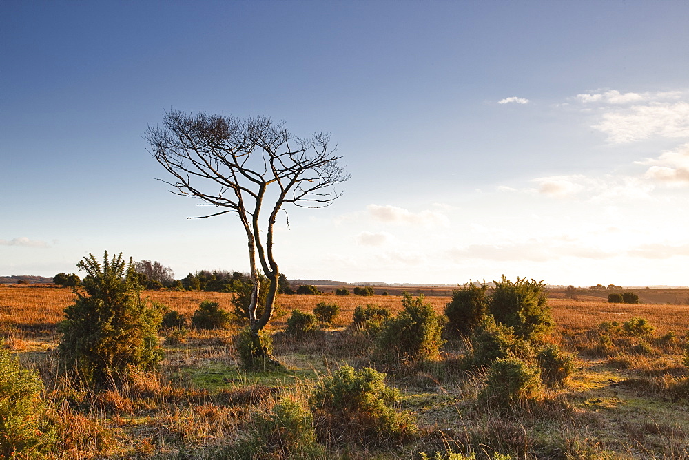 The heathland of the New Forest at the end of a winter's day, Hampshire, England, United Kingdom, Europe