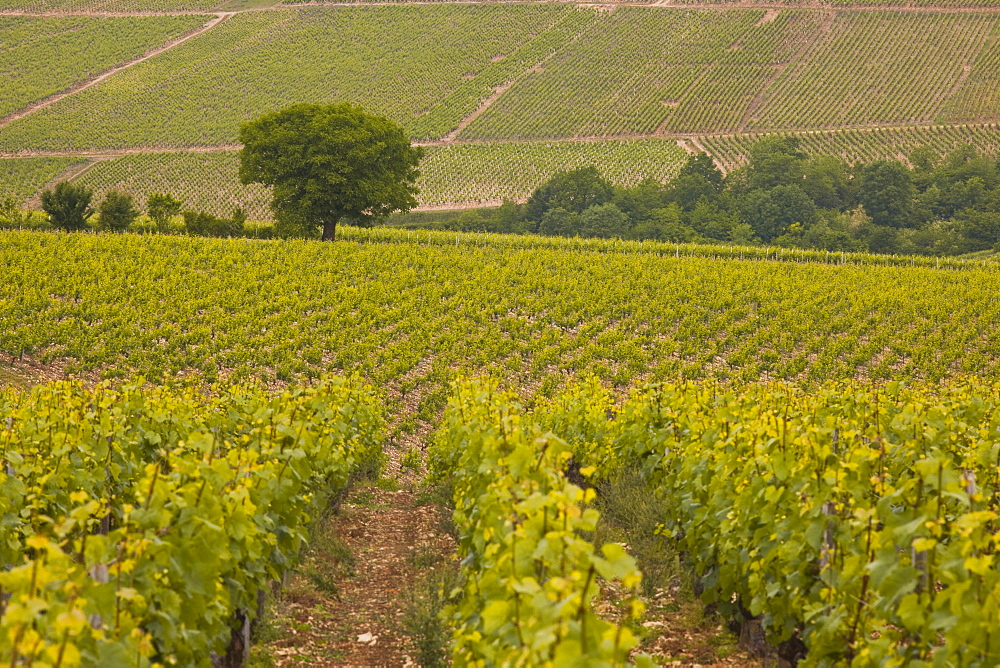 Vineyards, Prehy, Burgundy, France, Europe