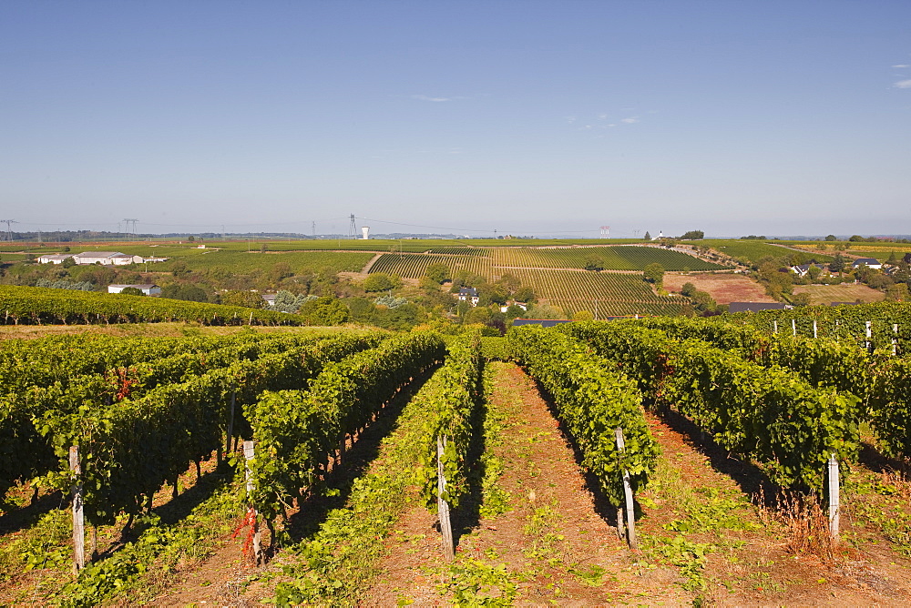 Cabernet Franc grapes growing in a Montsoreau vineyard, Maine-et-Loire, France, Europe