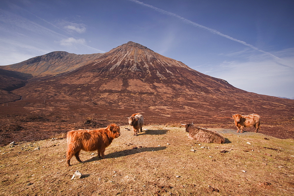 Highland cattle on the Isle of Skye in the Highlands, Inner Hebrides, Scotland, United Kingdom, Europe 