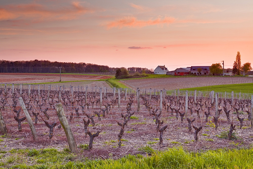 A house sits amongst the vineyards near to the town of Blere, Indre-et-Loire, Centre, France, Europe