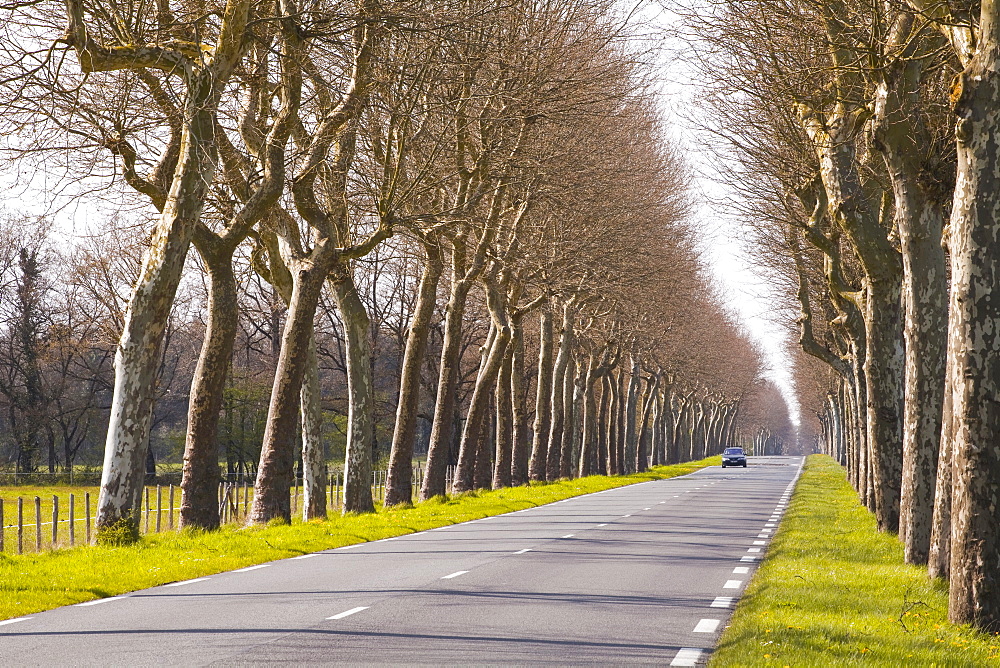 A tree lined road in the Sarthe area, Pays de la Loire, France, Europe