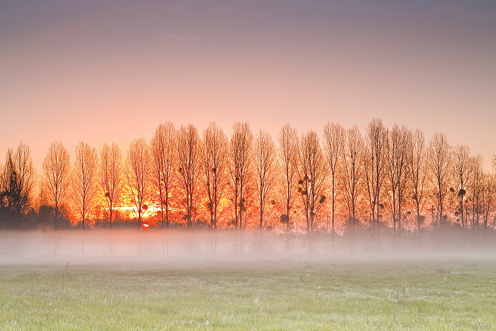 The morning sun lights up a band of mist, Indre-et-Loire, Centre, France, Europe