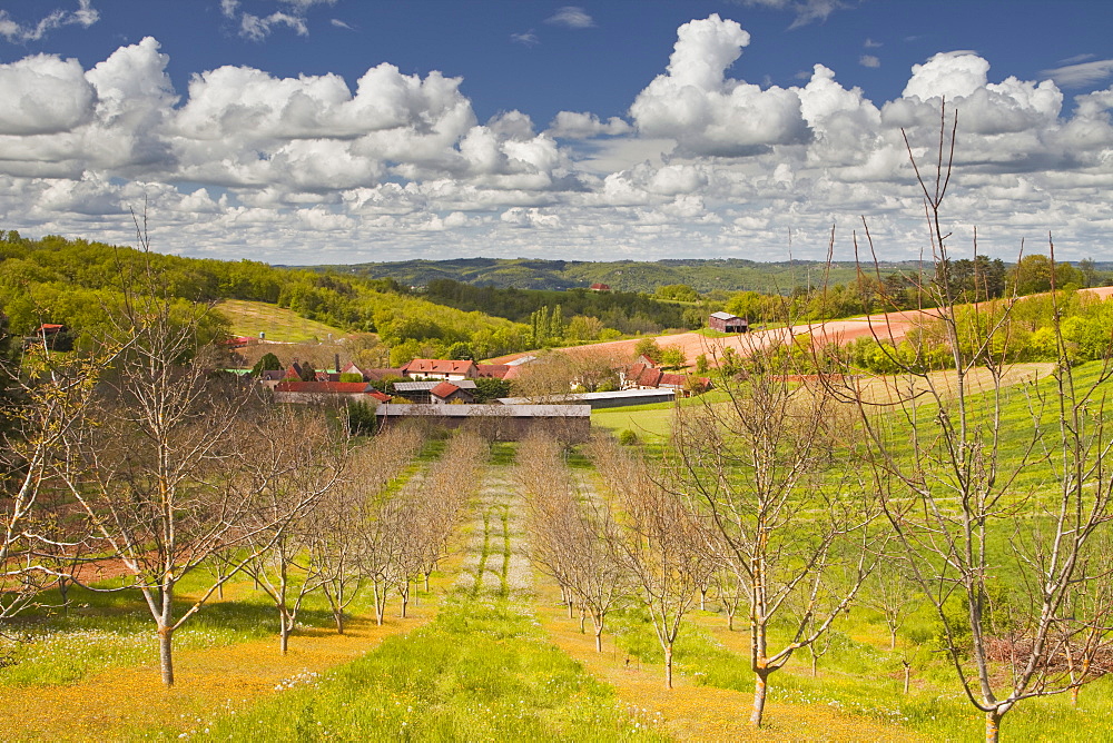 Walnut trees amongst the Dordogne countryside of south western France, Europe